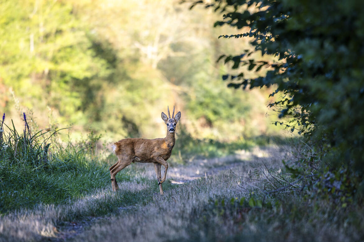 Le salut du sous-bois