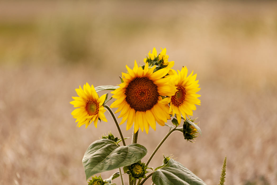 J'veux du soleil ...