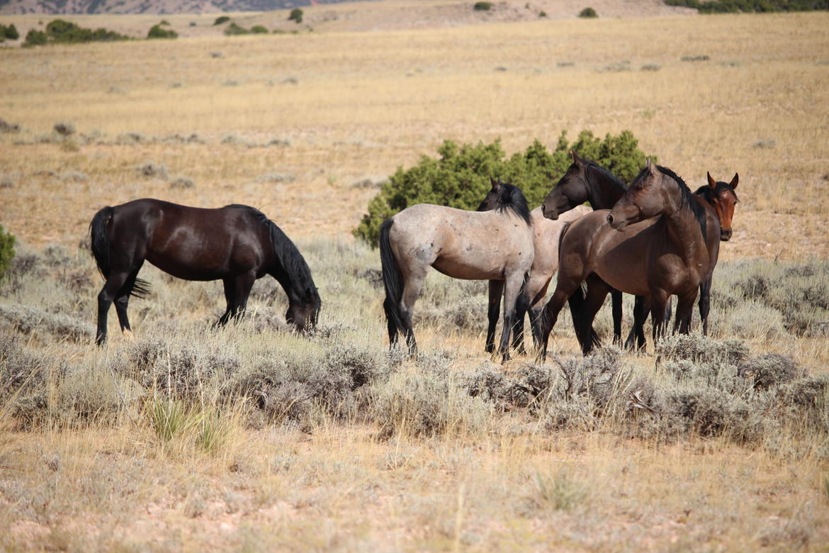 Mustangs