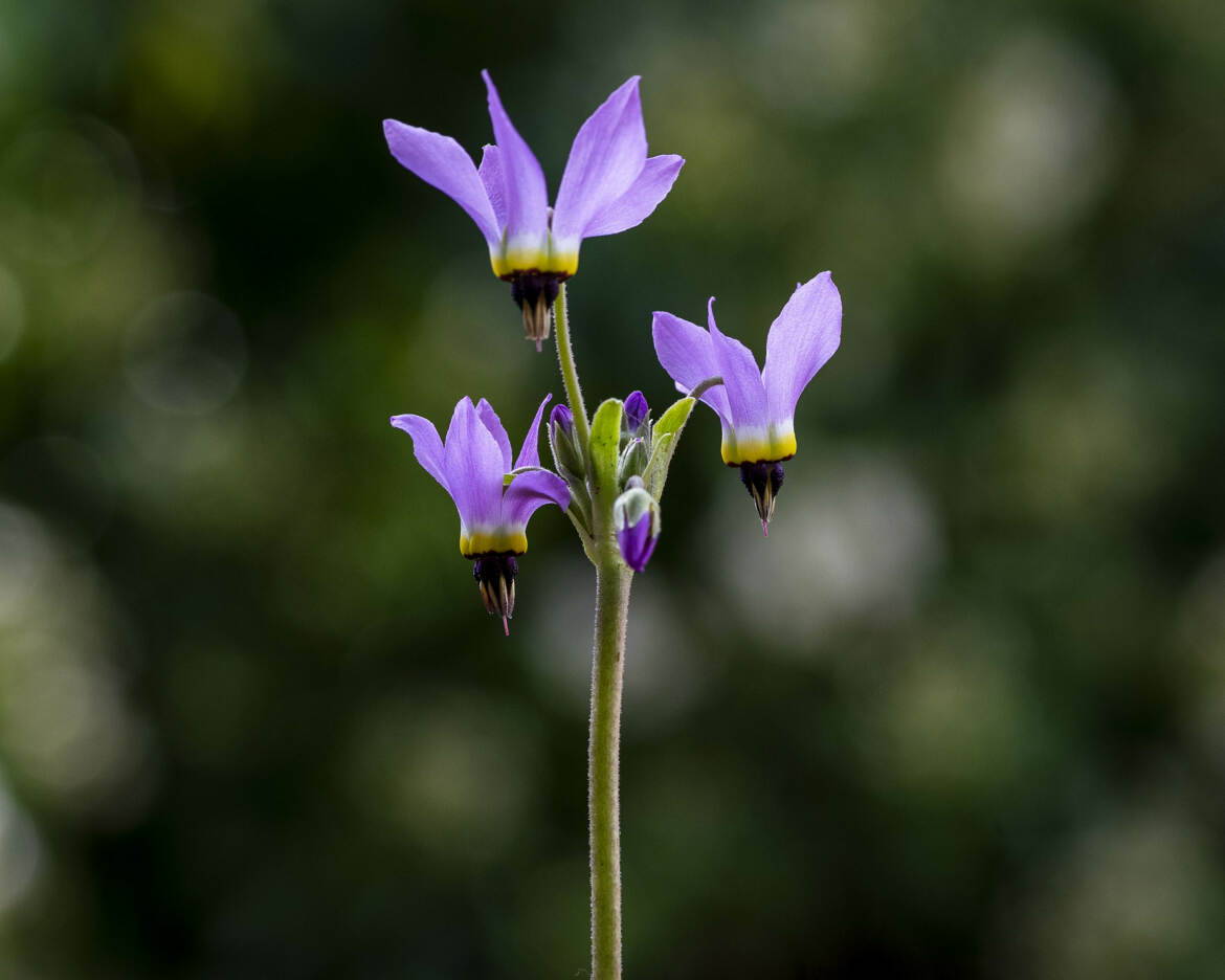 dodecatheon