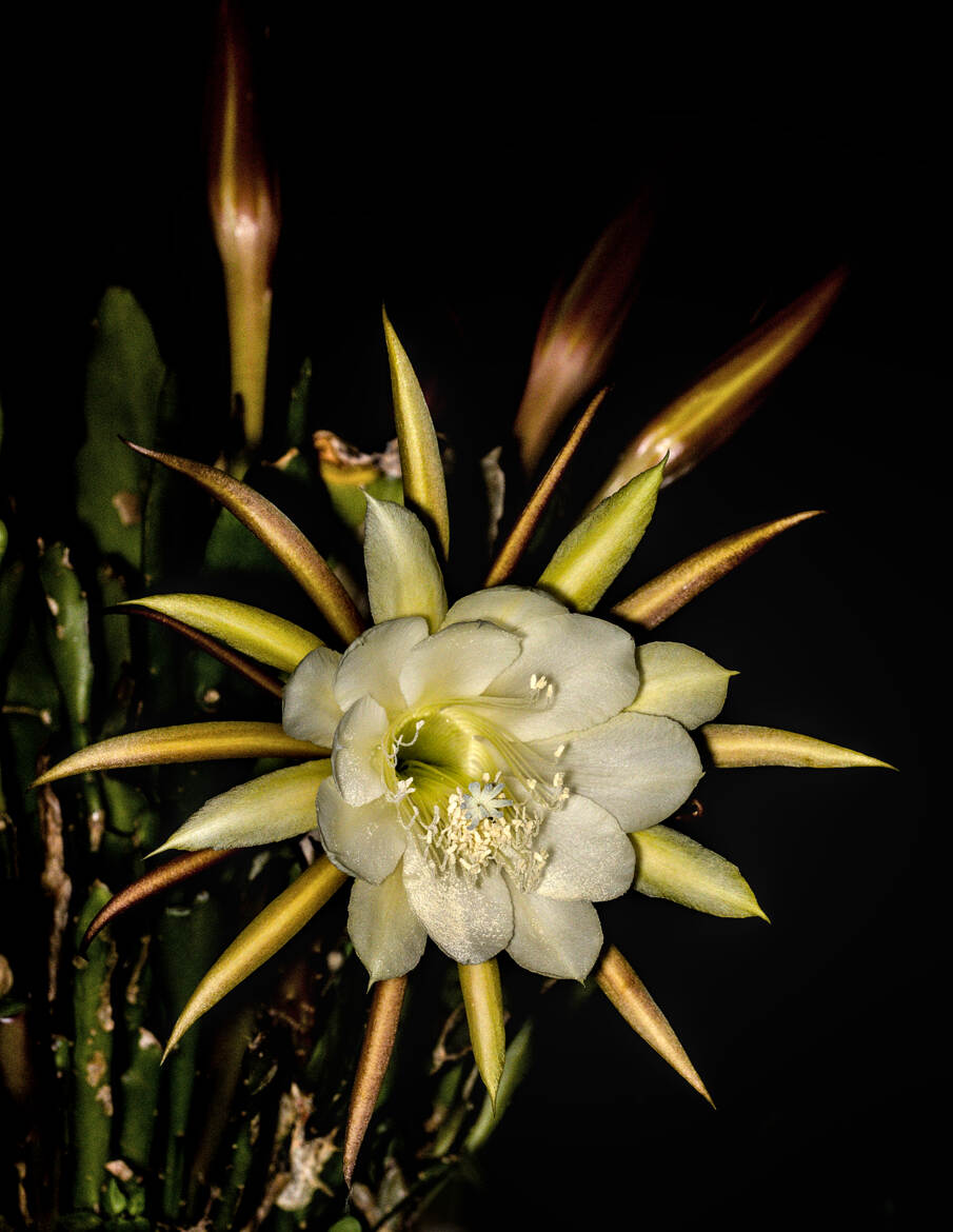 Le temps d'une seule nuit