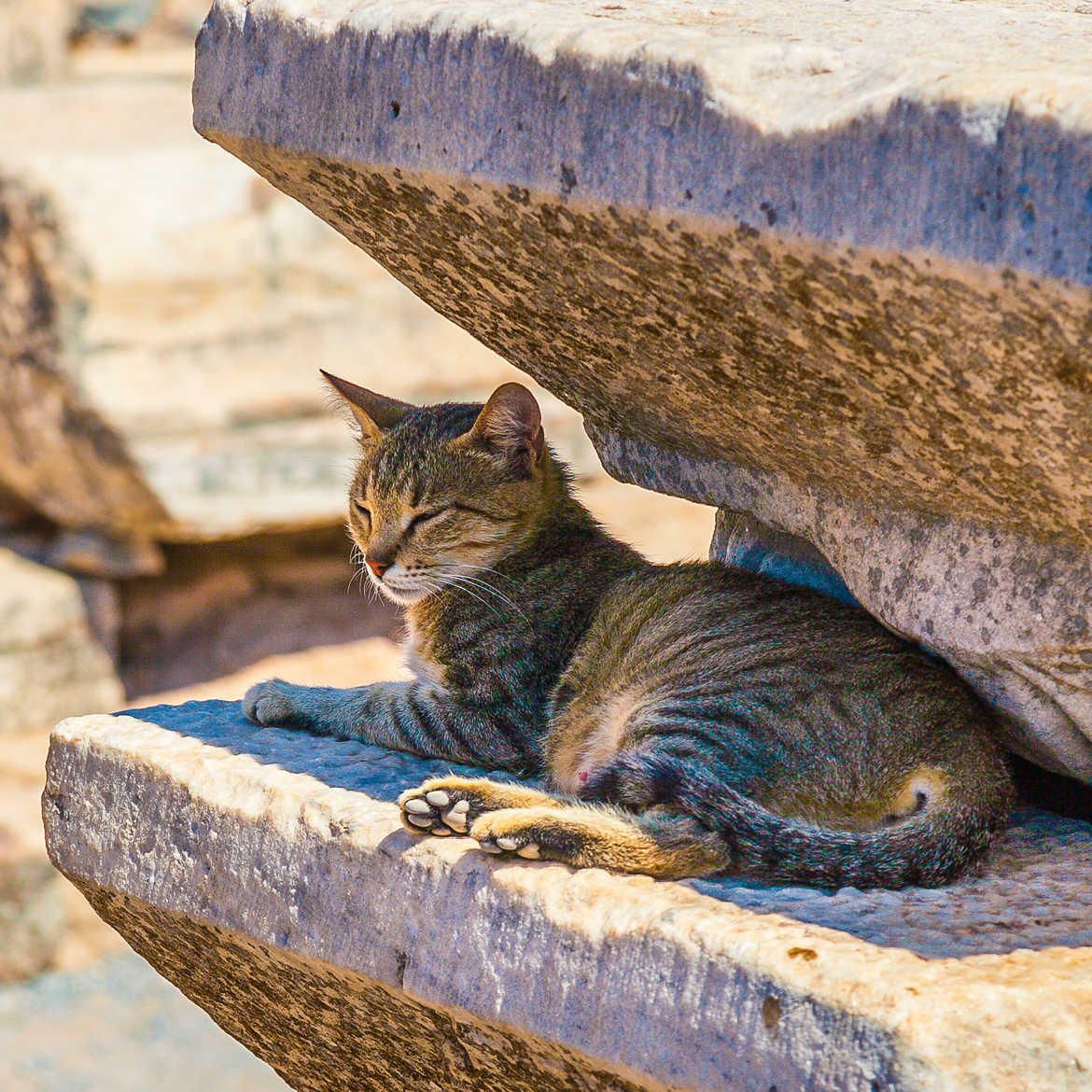 Les chats sont des connaisseurs de confort. De James Herriot