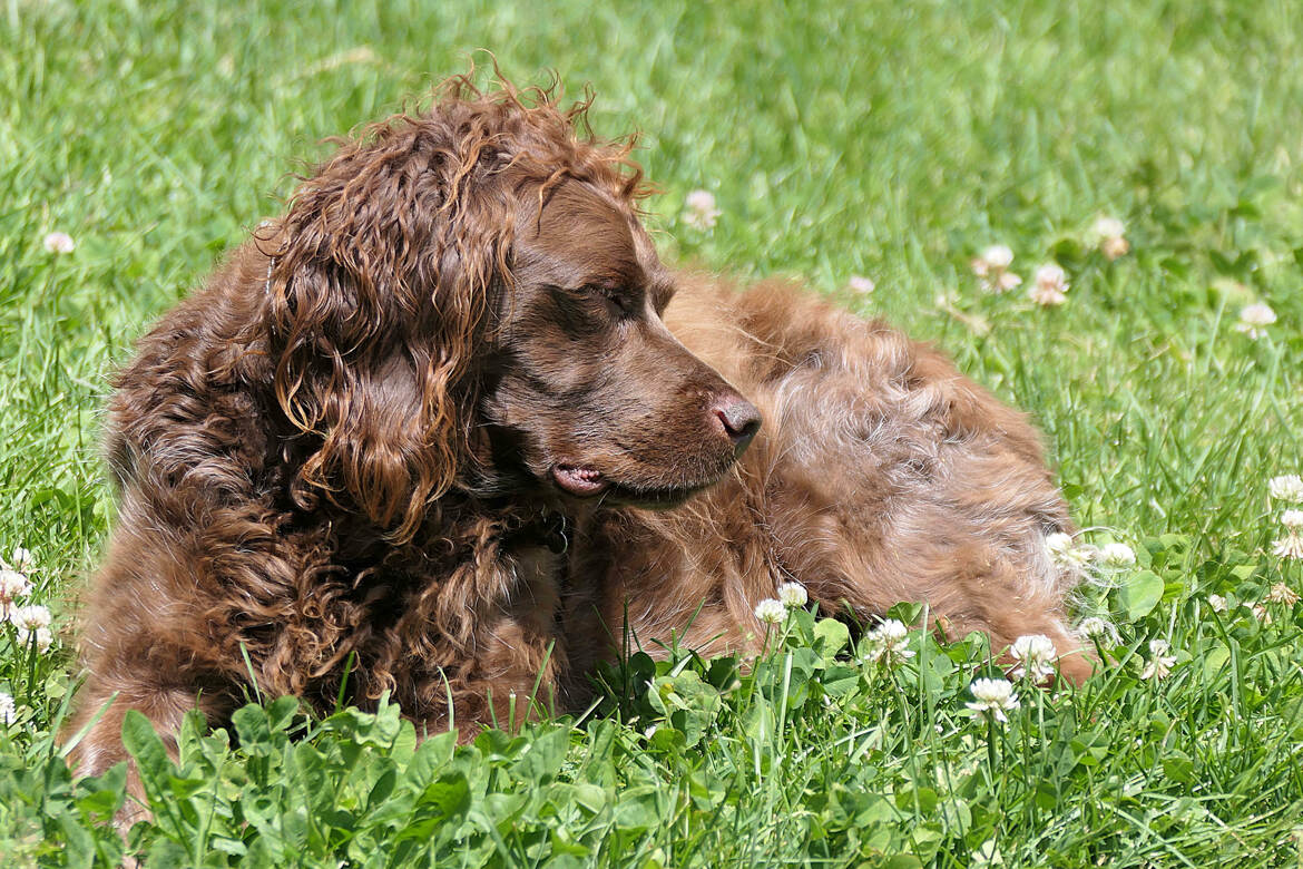 Laissez-moi dormir !