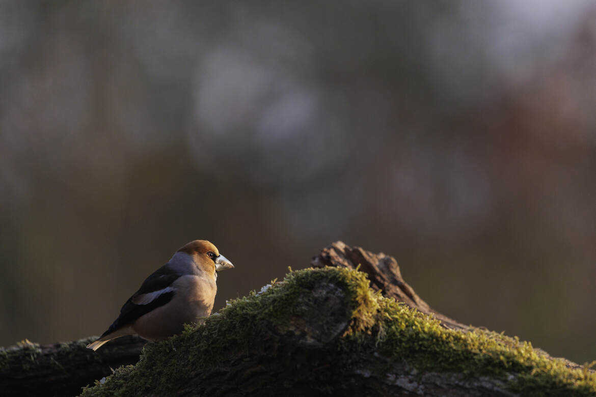 Version 1 au départ.