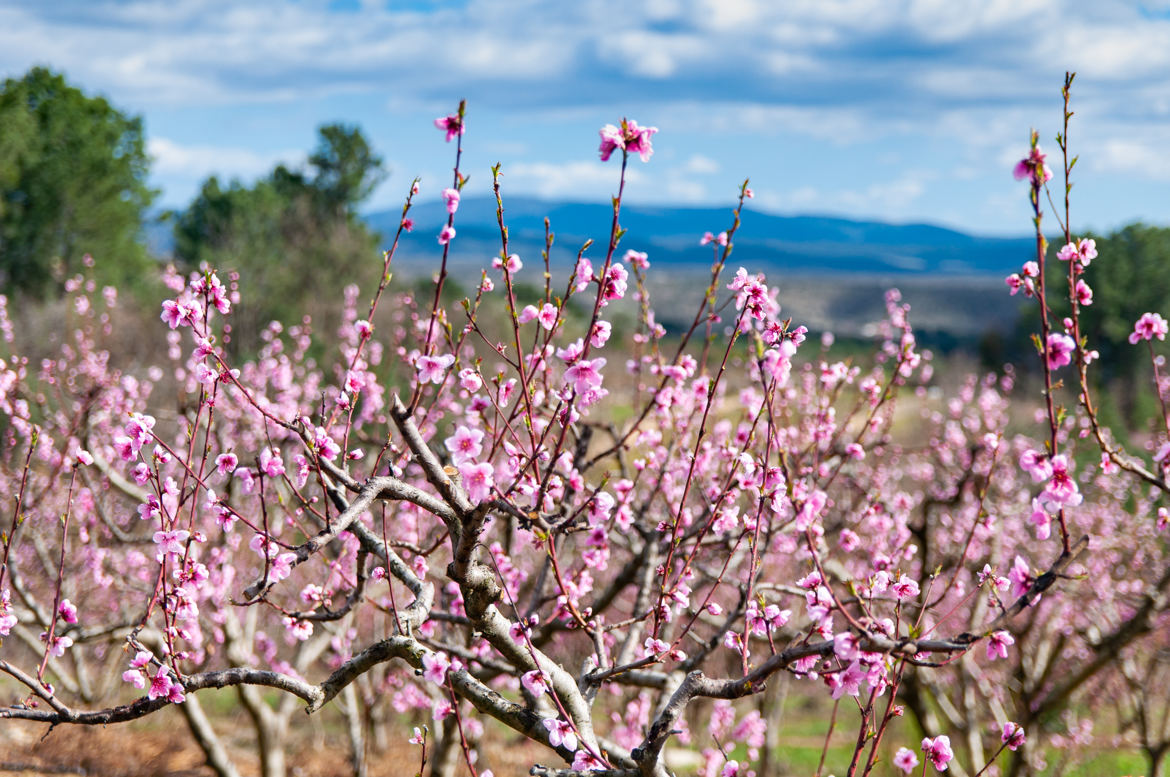 Le printemps est là