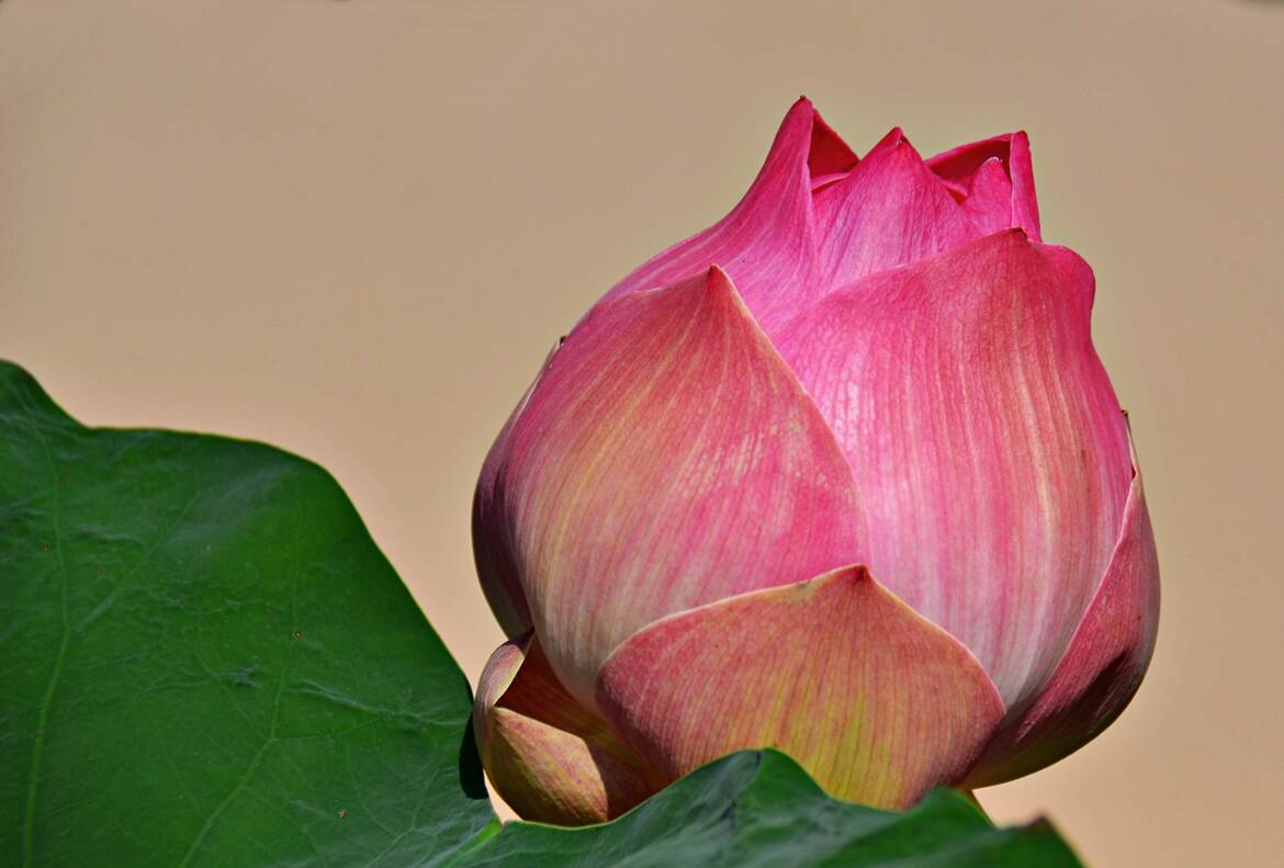 Fleur de Lotus en bouton