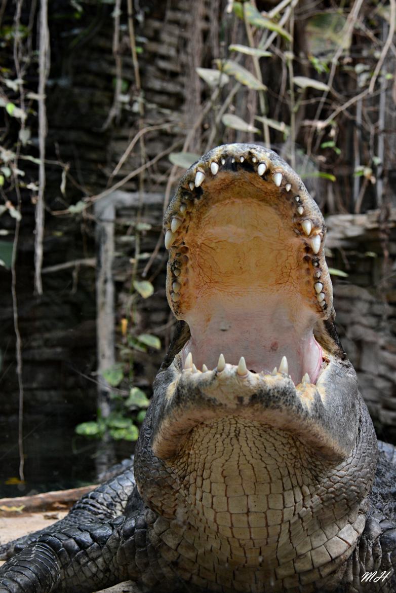 Léger bâillement crocodilien