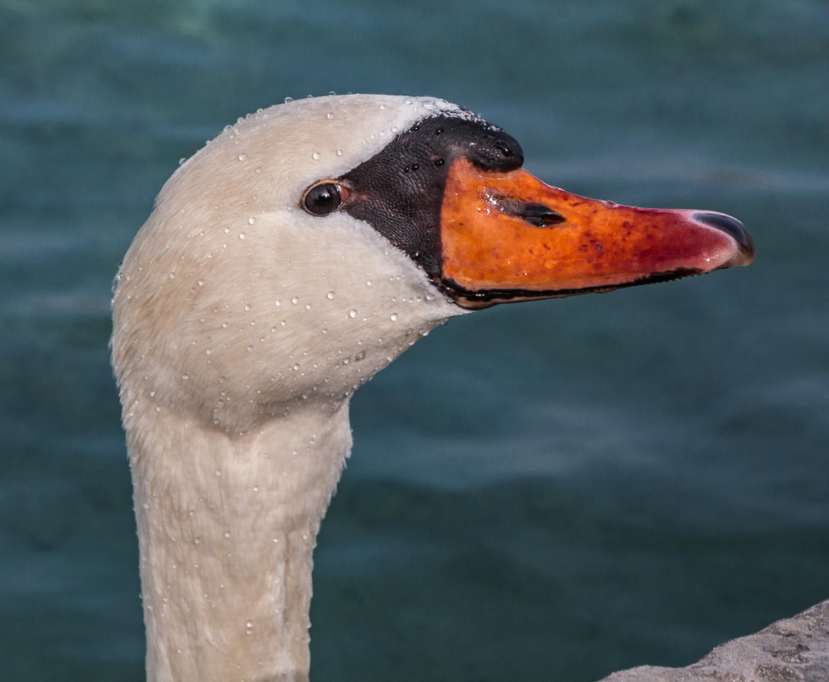 cygne