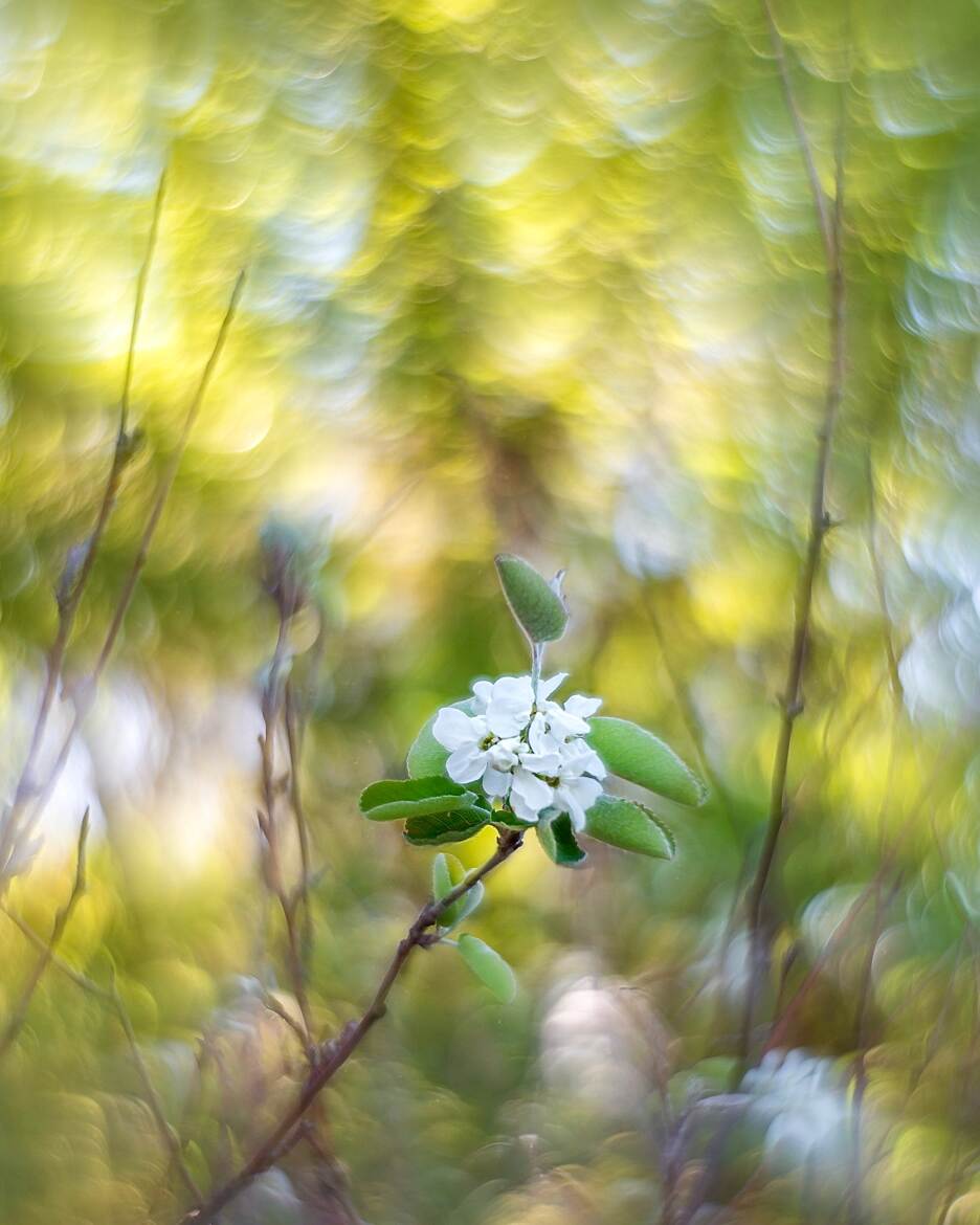 Féerie florale