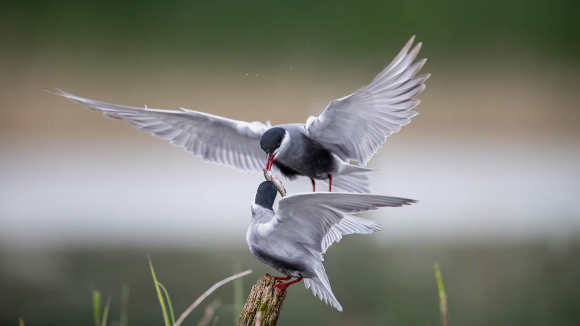 Une offrande pour Madame