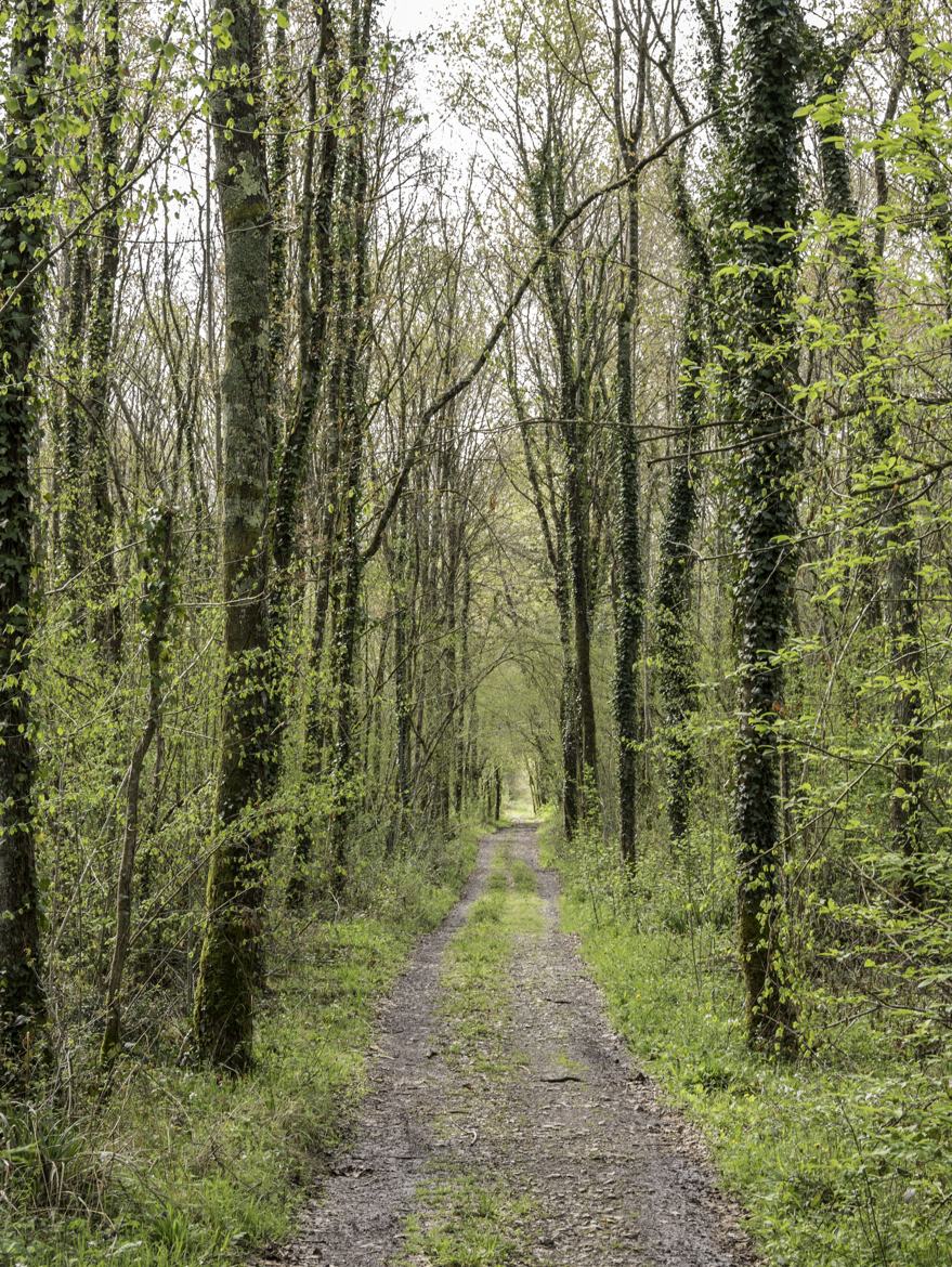 l'été au bout du chemin