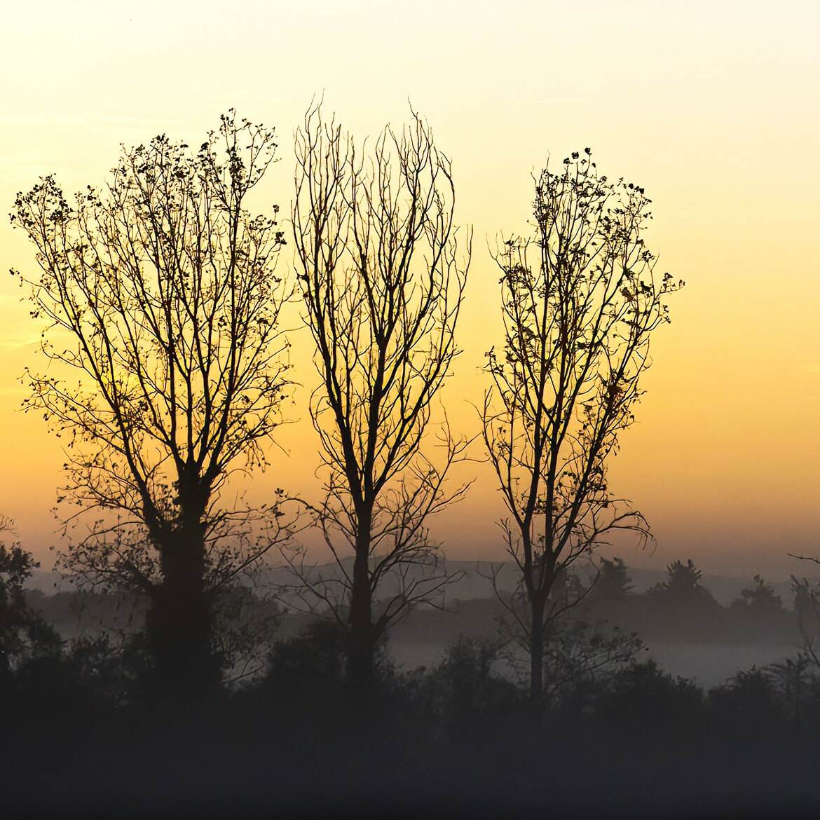 Trois arbres