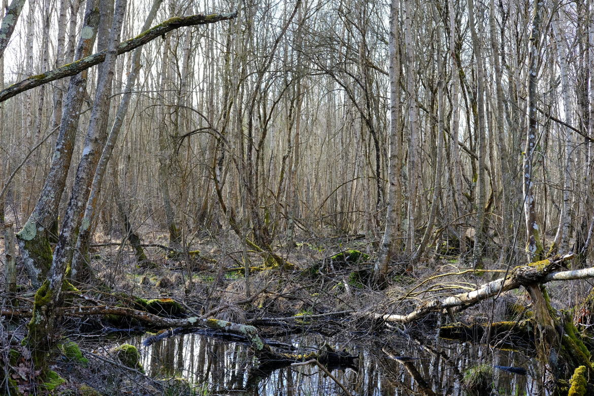 Bois de Loudon