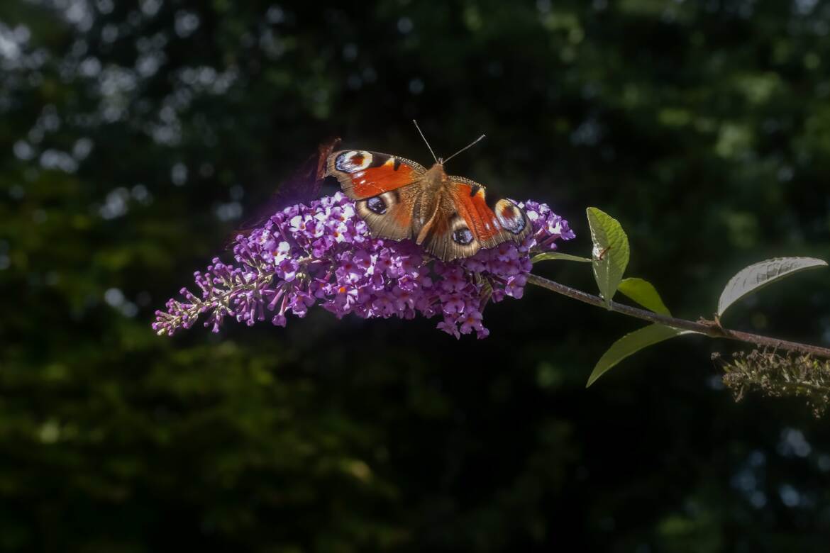 Buddleia de David et Paon-du-jour