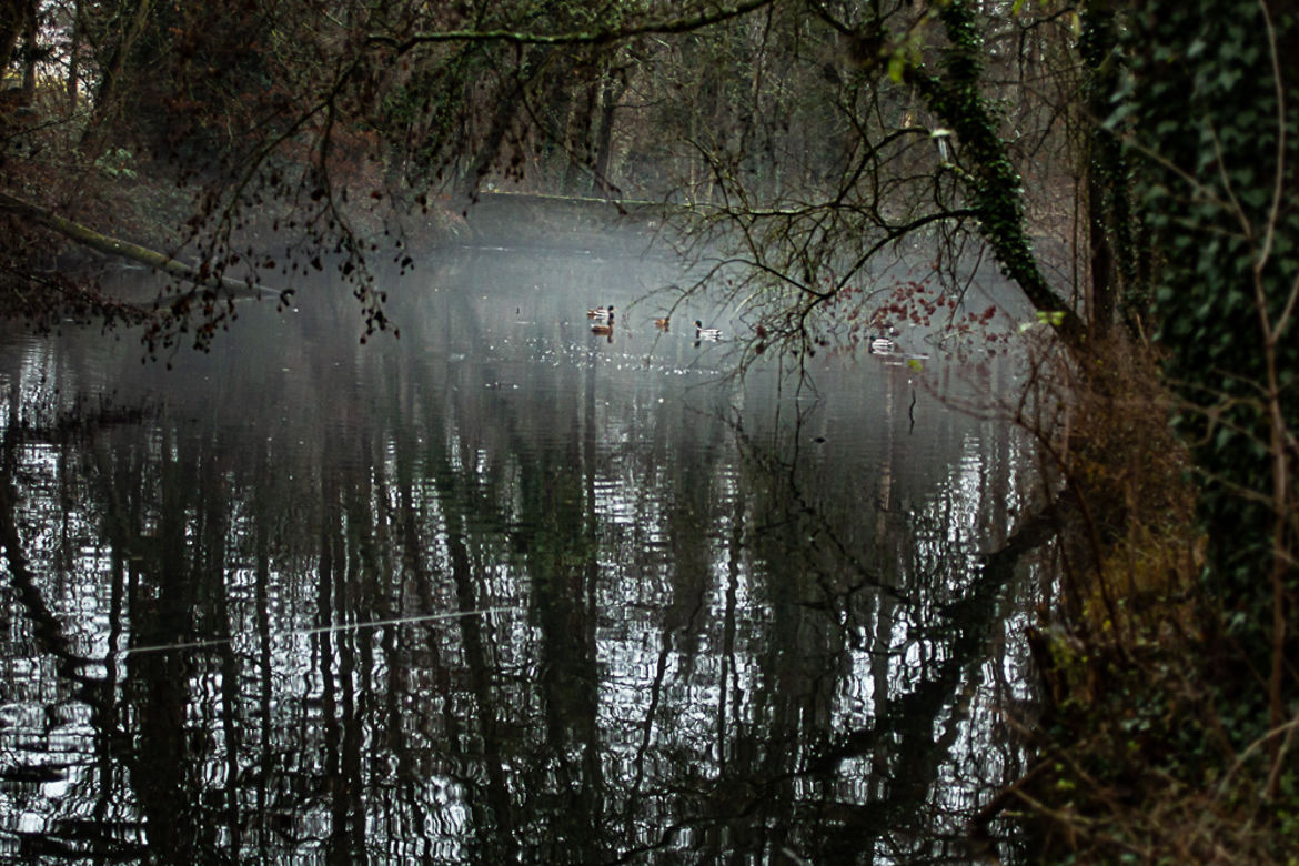 les canards dans la brume Auteuil