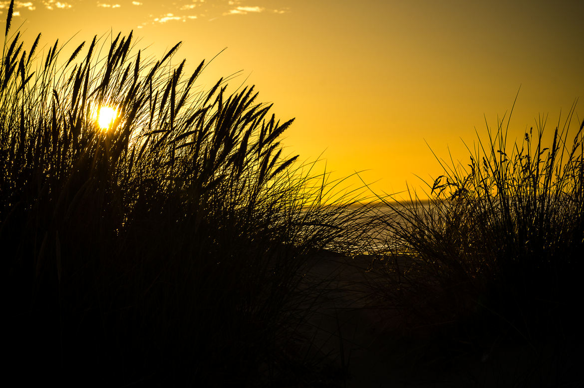 Dans les dunes