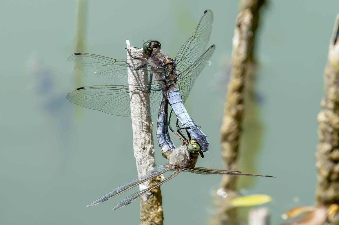 Câlin libellules