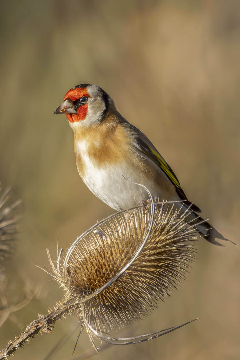 Le Chardonneret élégant