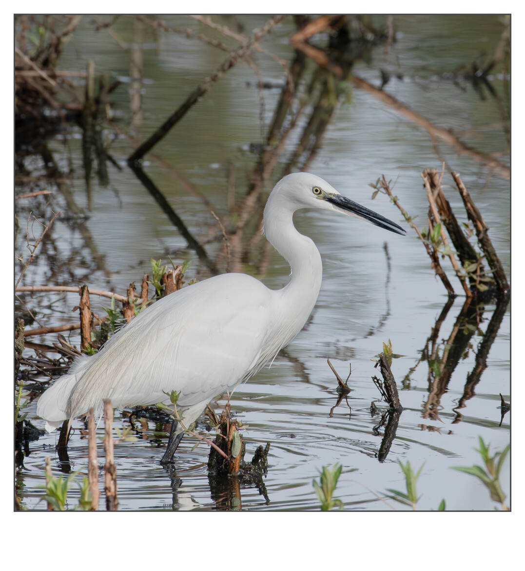 Aigraitte Garzette dans le marais