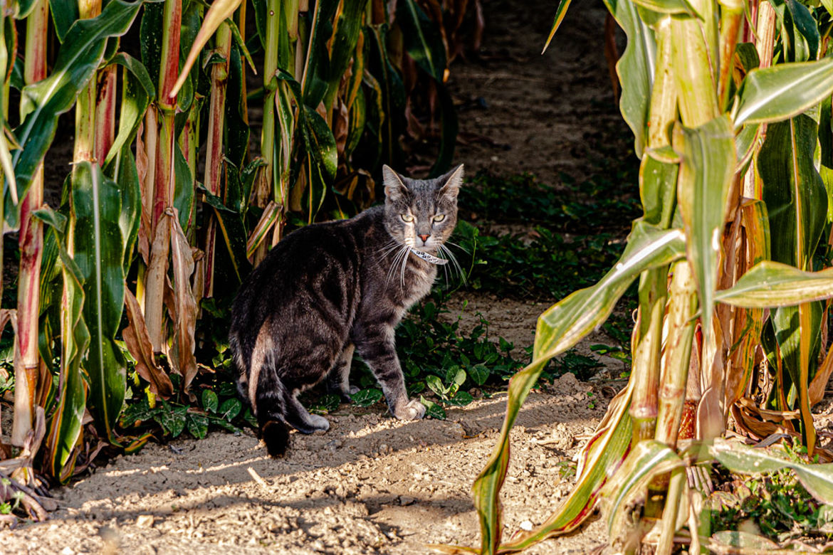 RENCONTRE CHAT