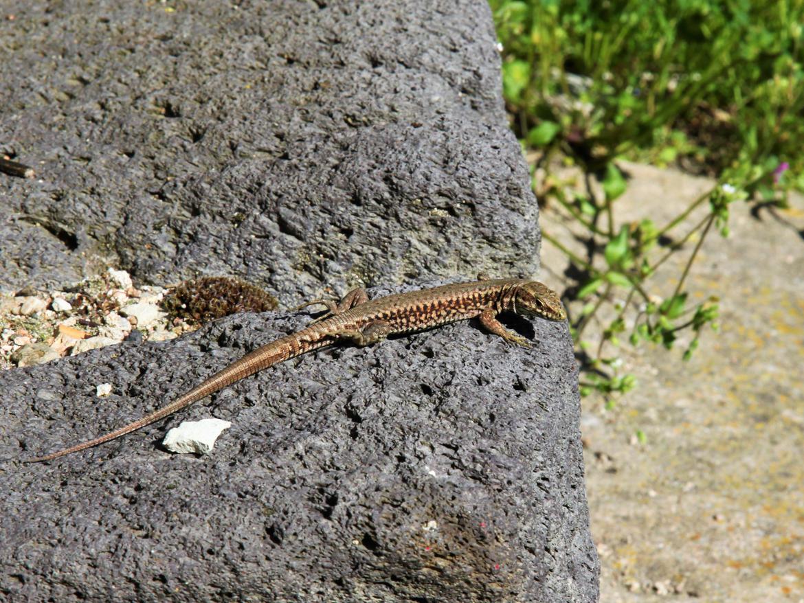 Lézard