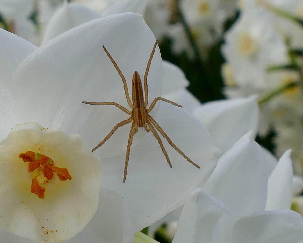 Huit Pattes au Soleil