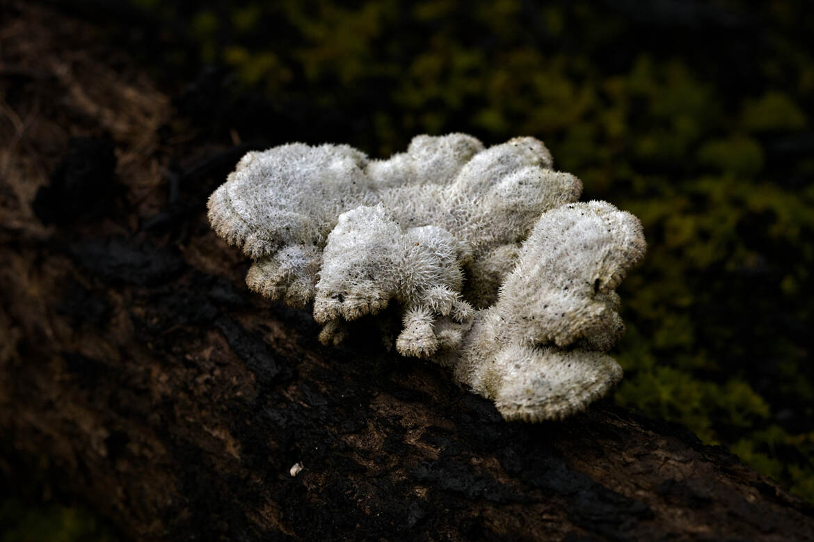 Après l'incendie, le retour de la vie (5)