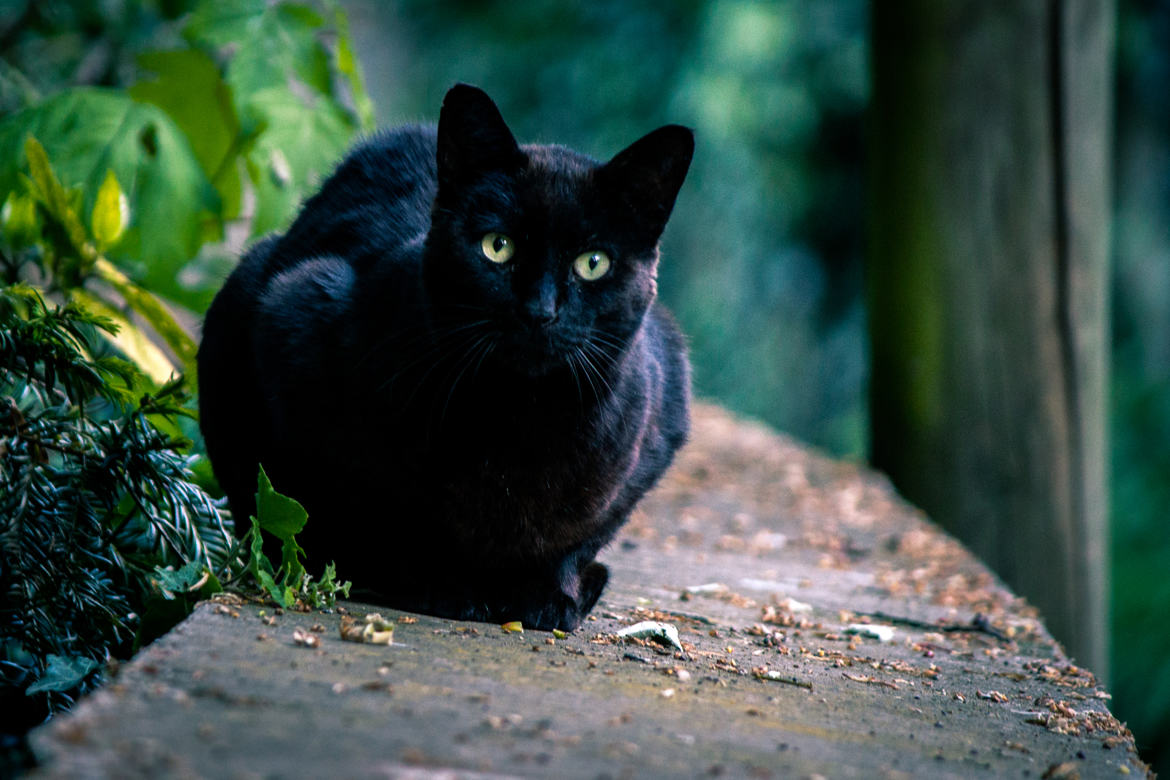 oups ! un chat noir