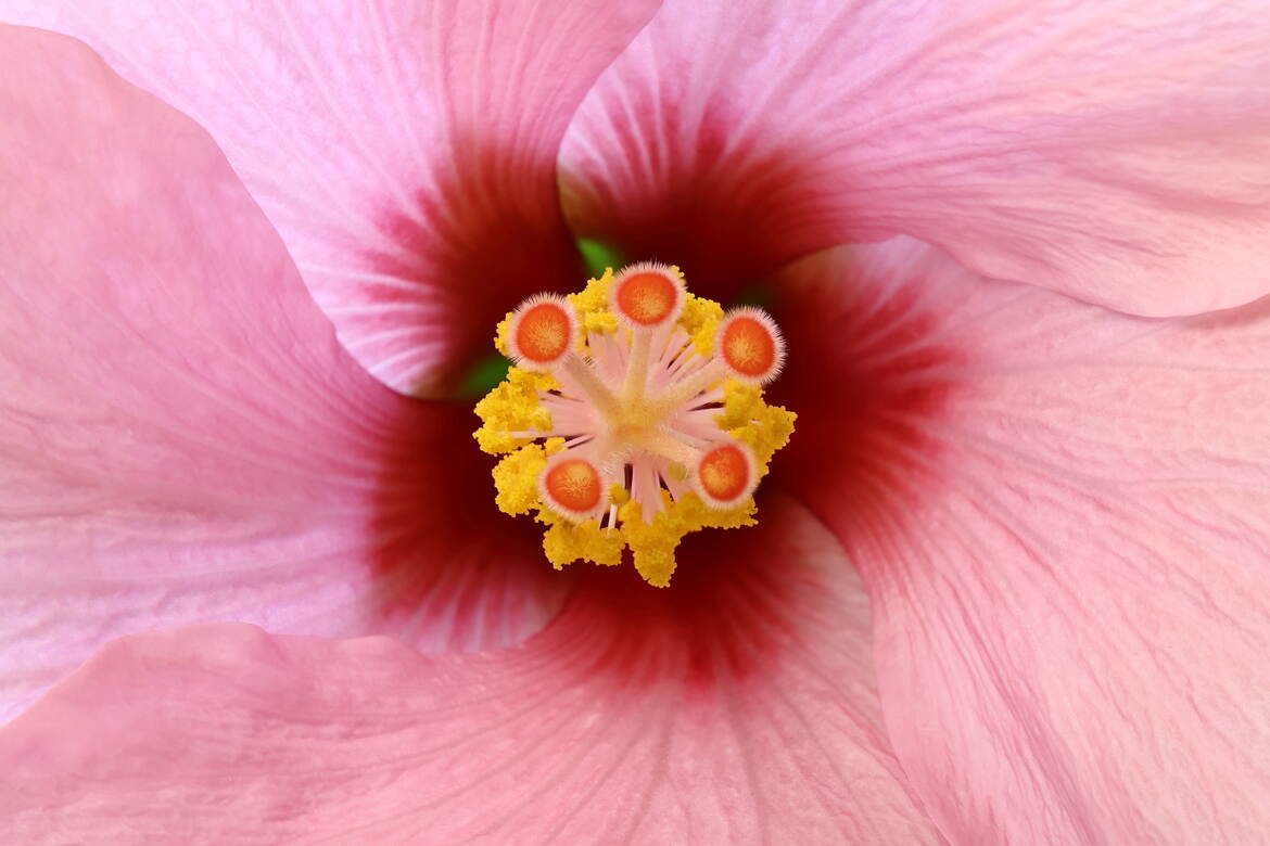 Fleur d'hibiscus
