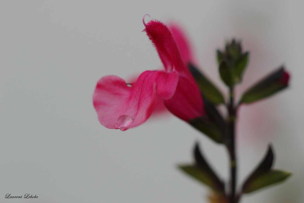 fleur et goutte d'eau