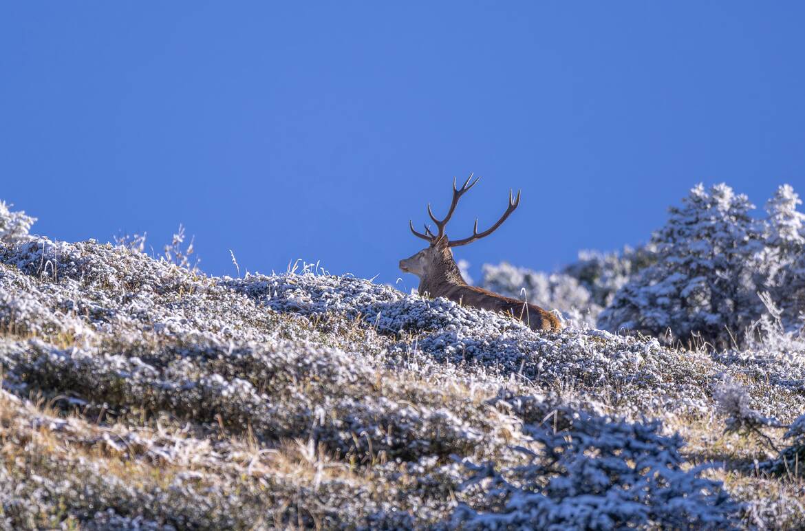 Un cerf en hiver