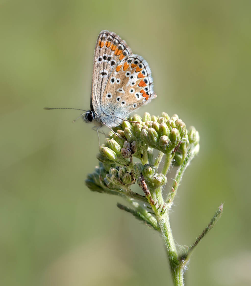 Collier de corail (4)