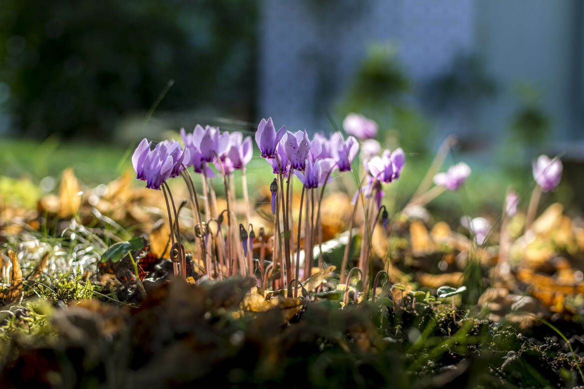 Le sous bois