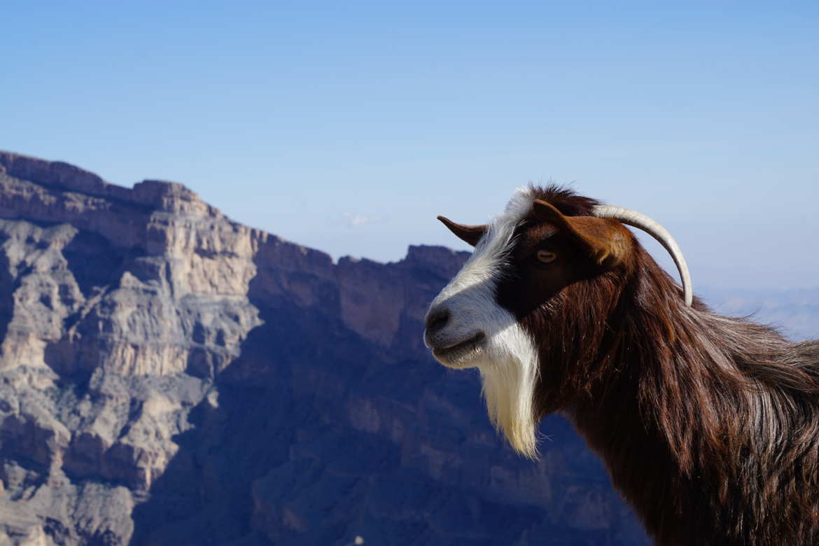 Chèvre sauvage du Djebel Shams (Oman)