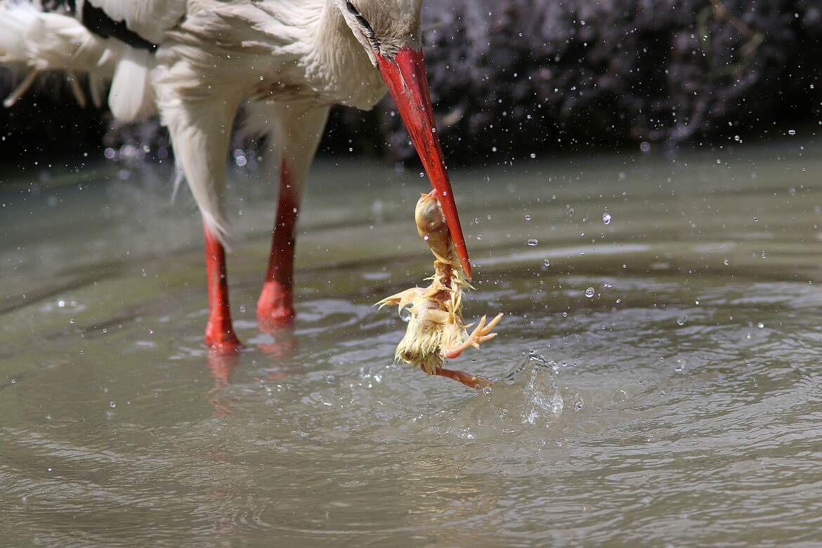 Casse croute