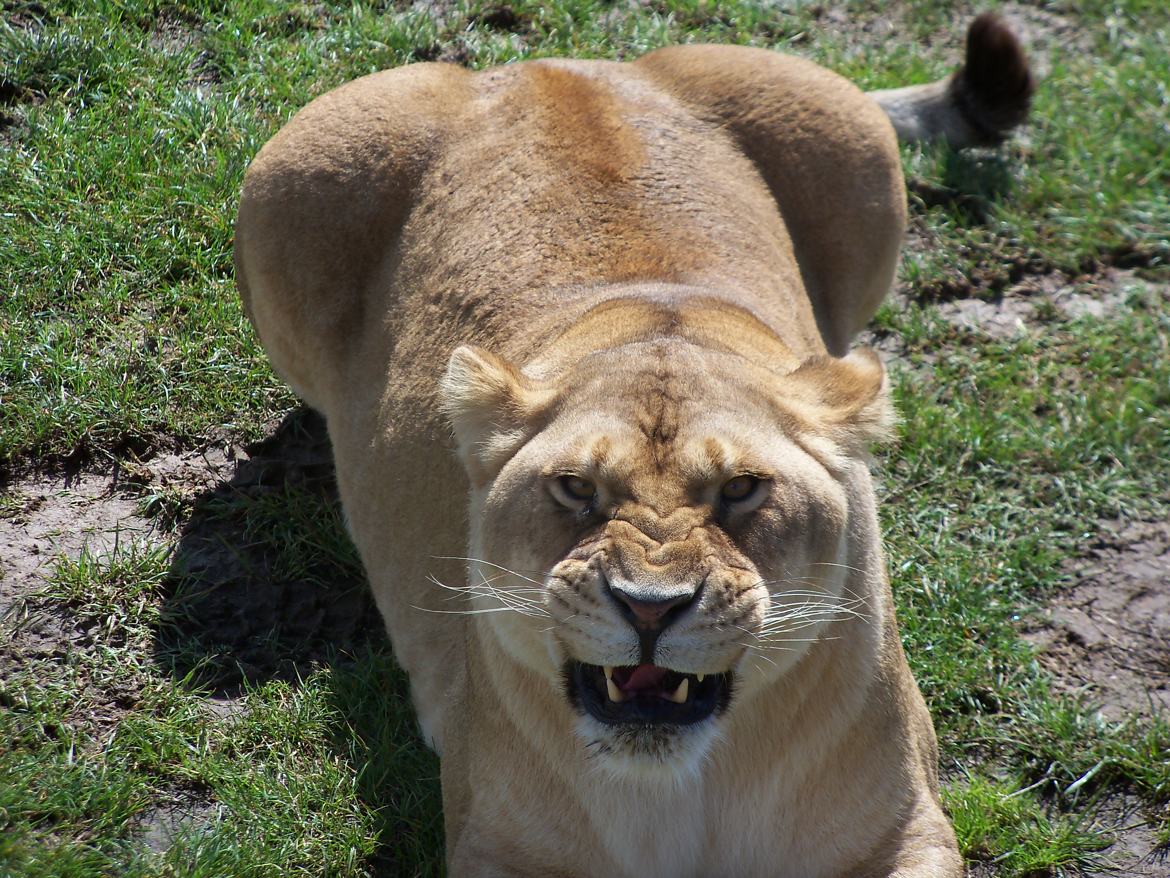 lionne en colère