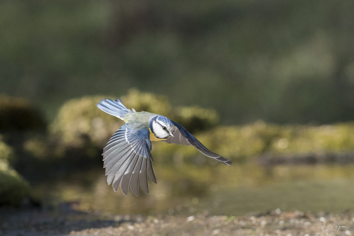 Mésange bleue en vol