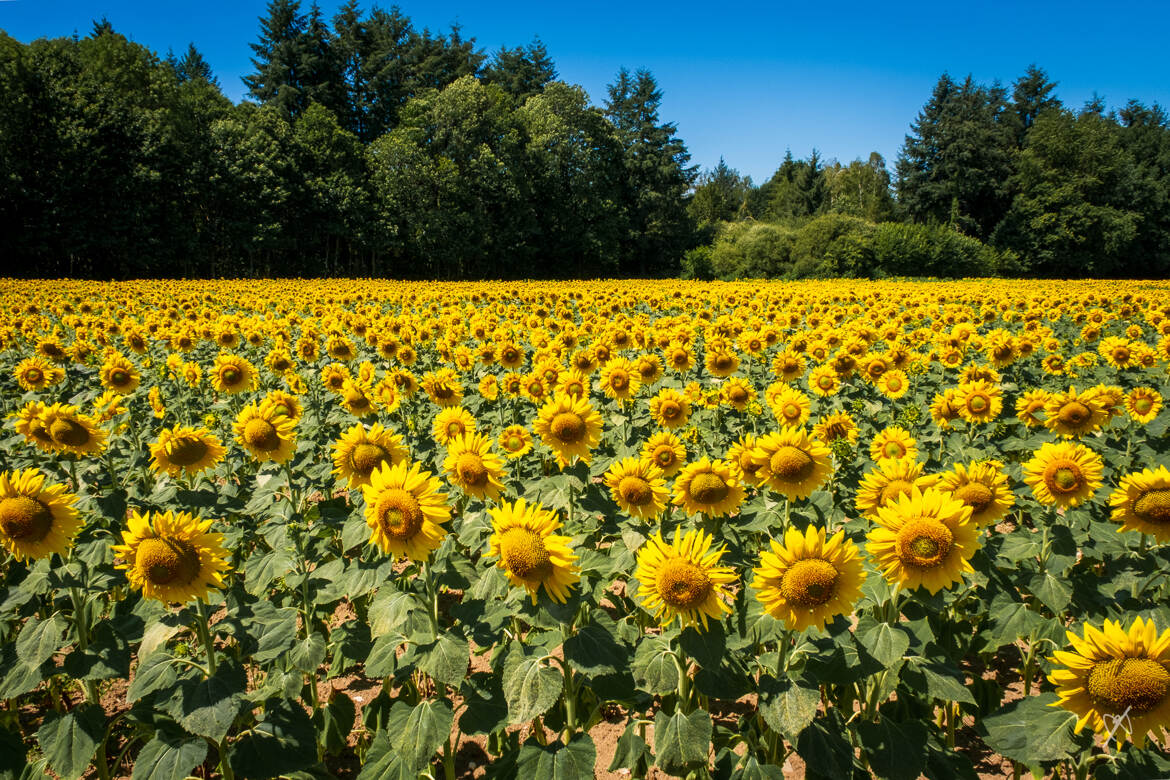 Tournesols au soleil