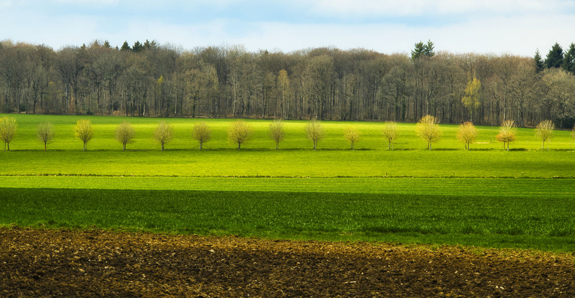 Les petits arbres