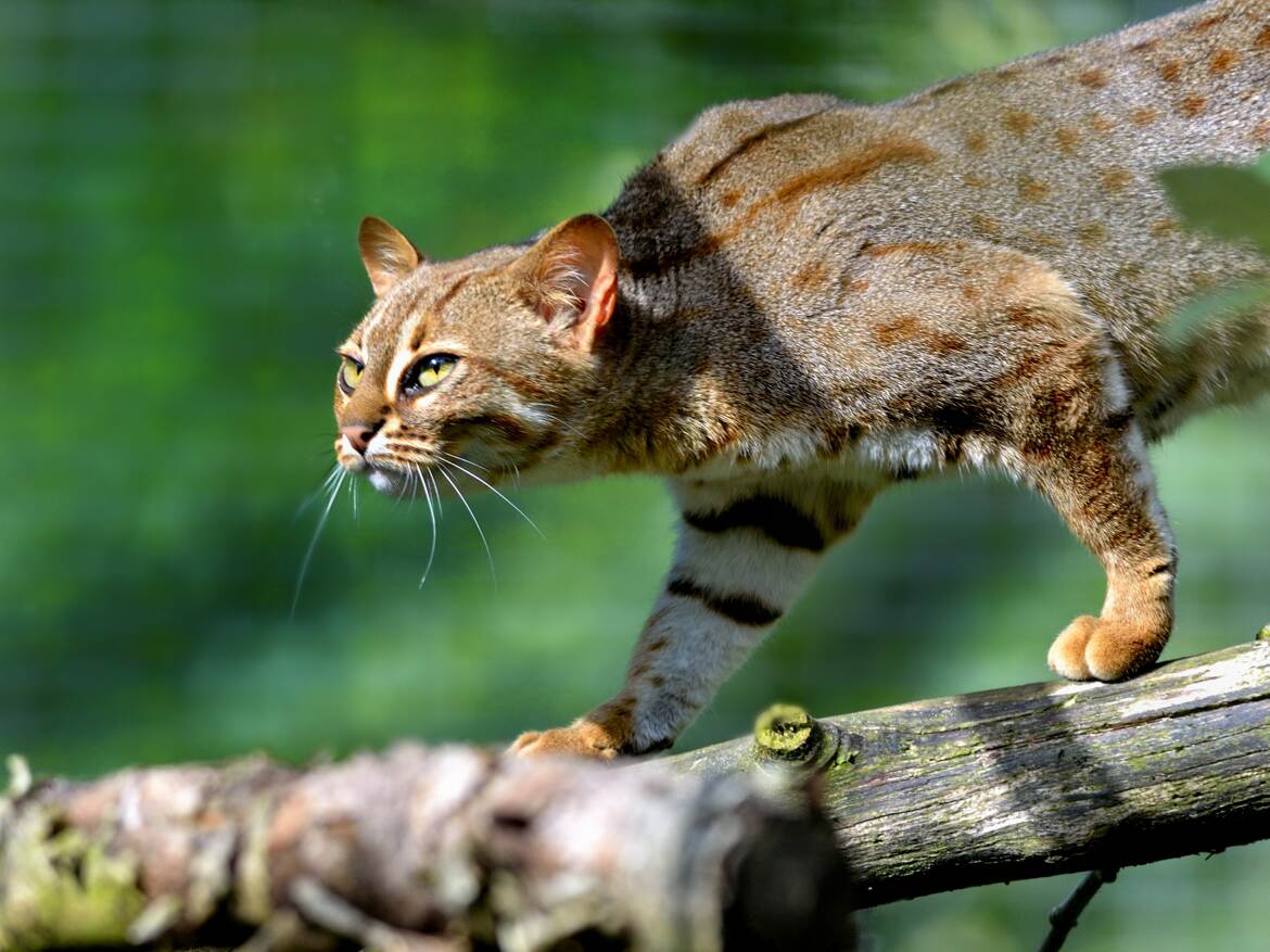 Chat rubigineux