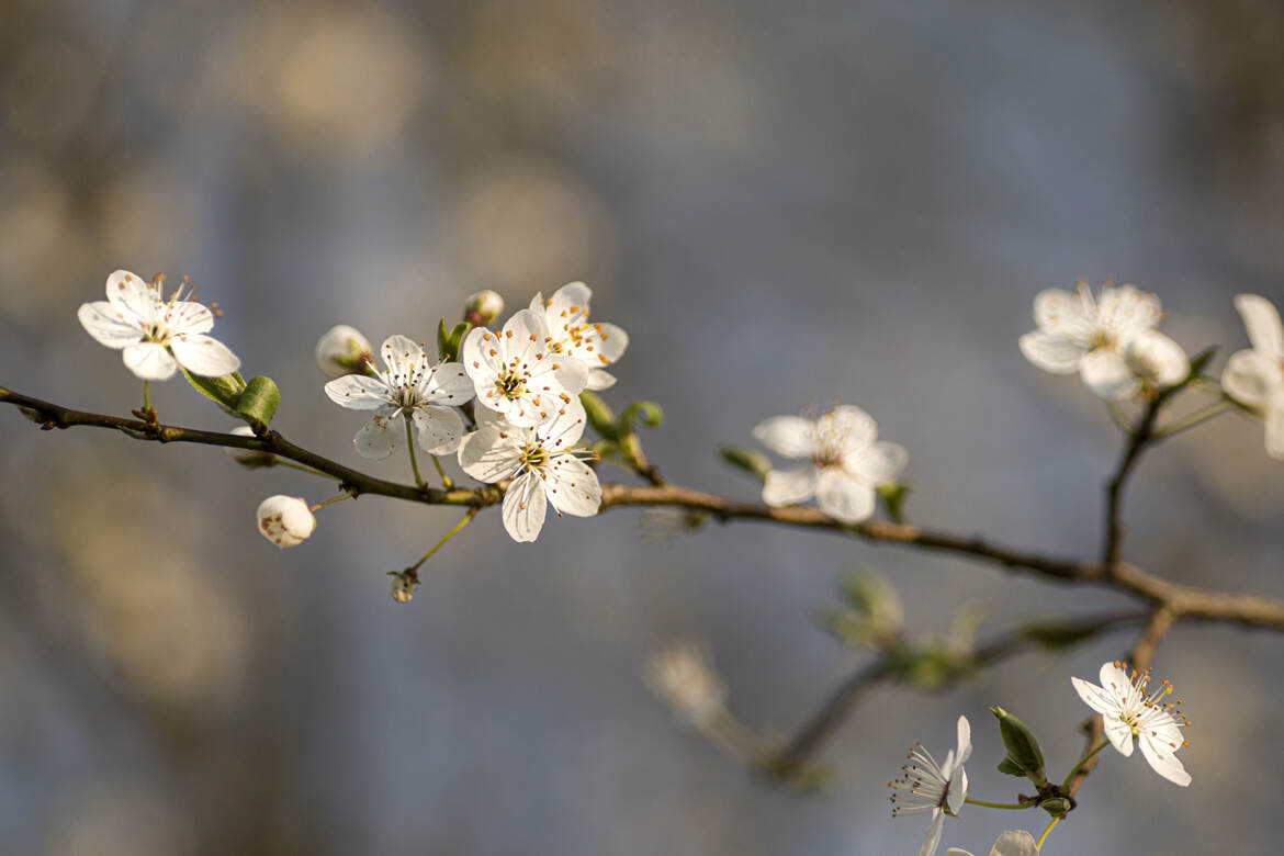 Le printemps arrive !!