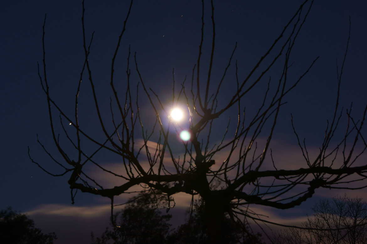 lune et arbre