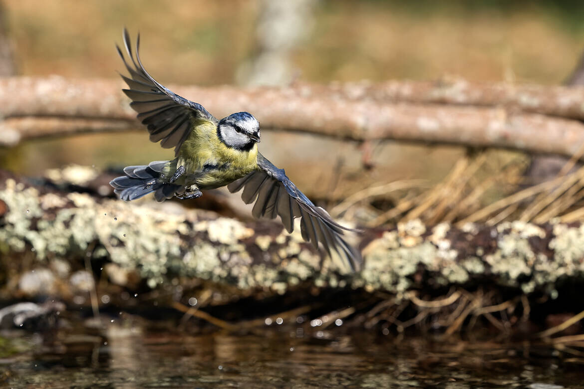 Une mésange passe