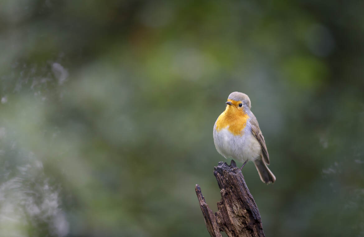 Rouge-gorge familier
