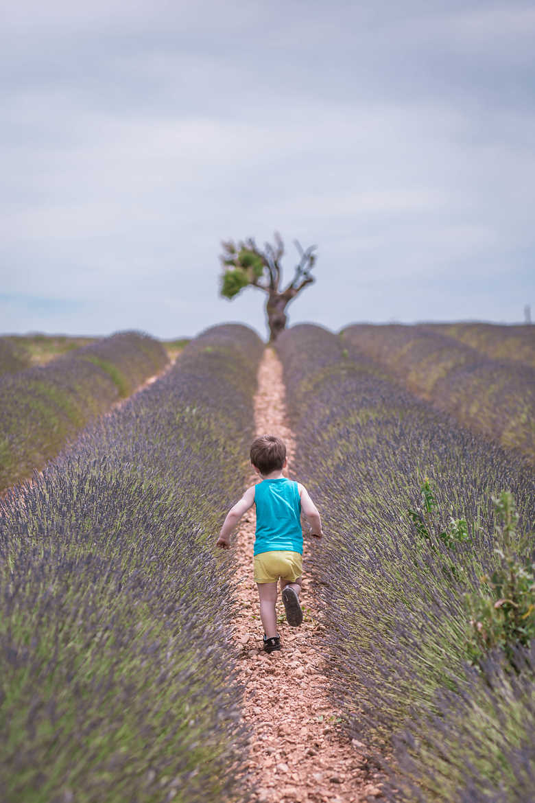 A la découverte des champs de lavande