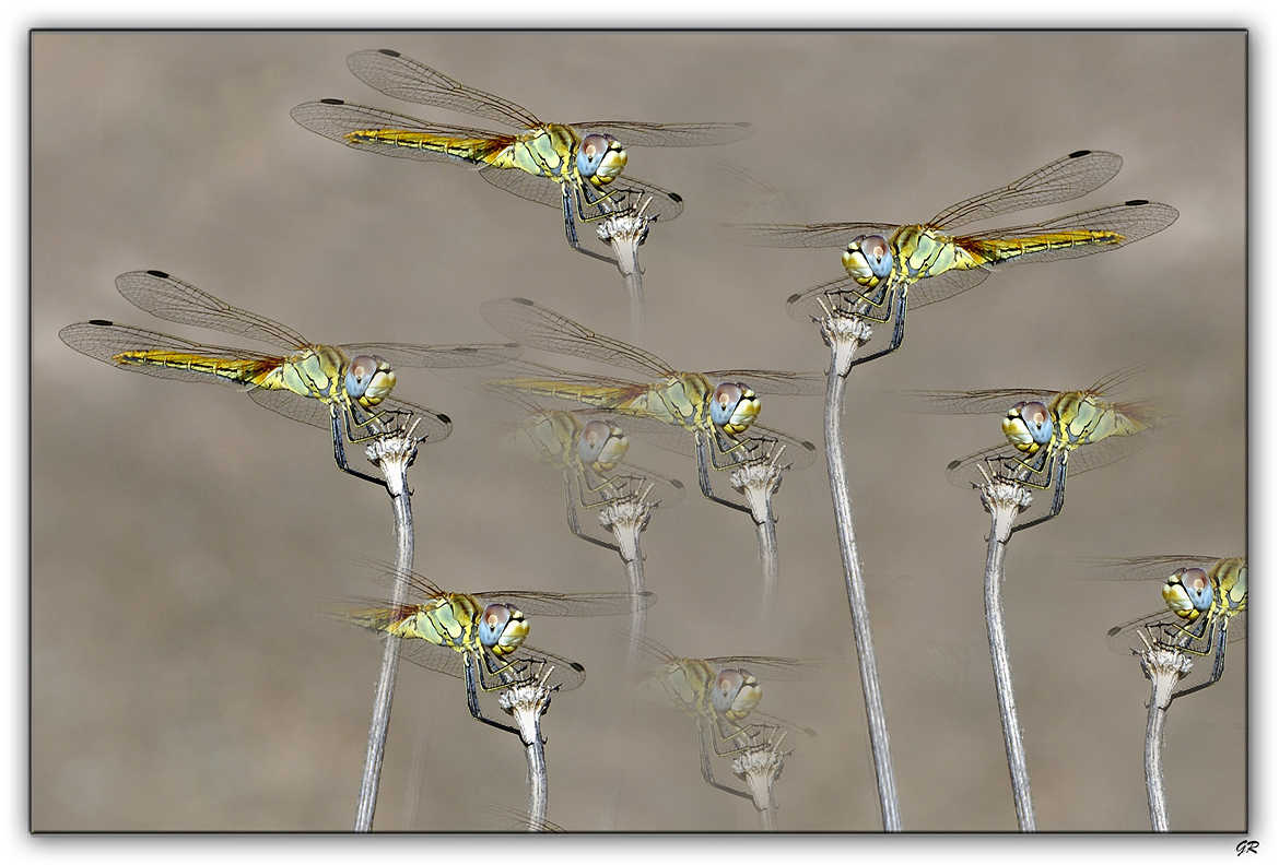 kaleiscope de libellules