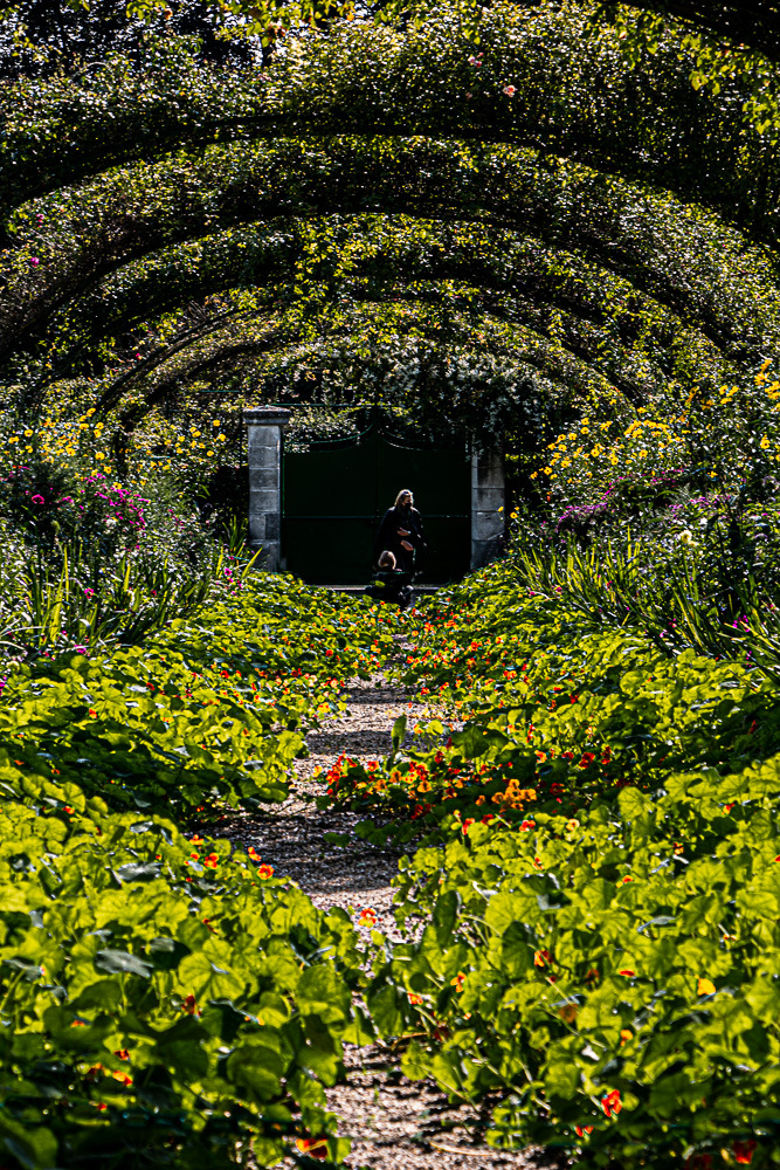 jonchement de capucines jardin de C. Monet