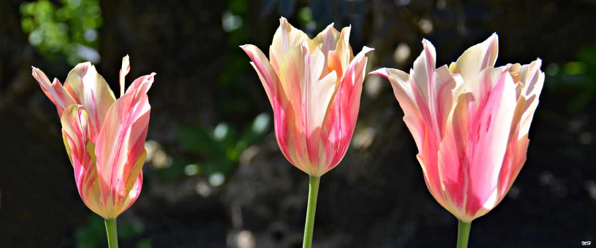 Trio floral