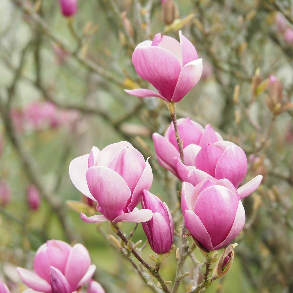 Des magnolias....