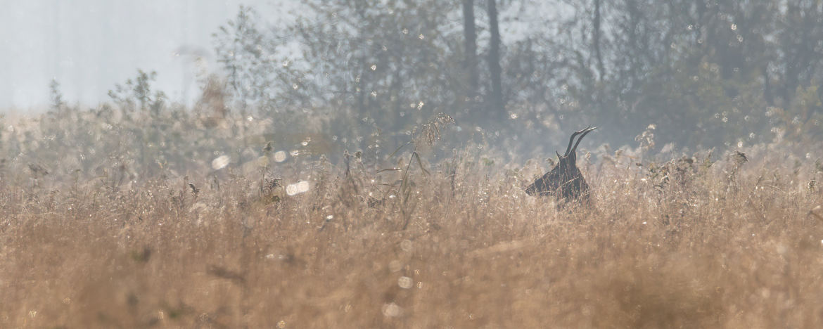 Jeune cerf dans les hautes herbes